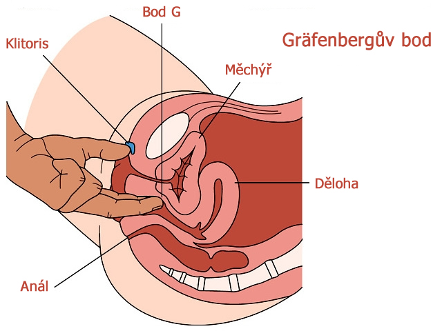 grafenberguv-bod-jak-vypada